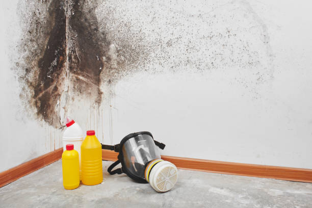 Best Professional Mold Removal  in Virginia Beach, VA