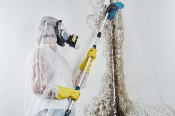 Best Residential Mold Removal  in Virginia Beach, VA