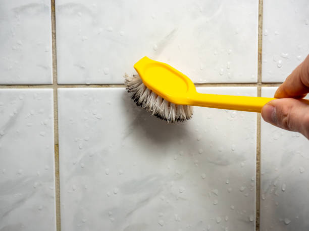 Best Best Mold Removal Companies  in Virginia Beach, VA