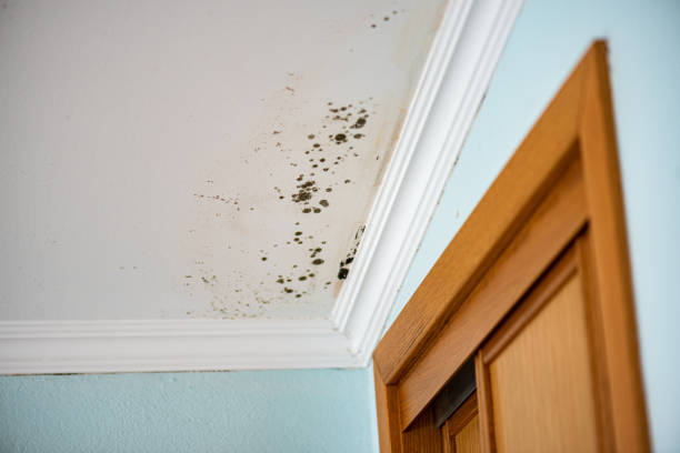 Best Black Mold Removal  in Virginia Beach, VA