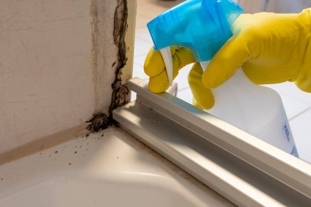 Best Mold Cleaning Services  in Virginia Beach, VA