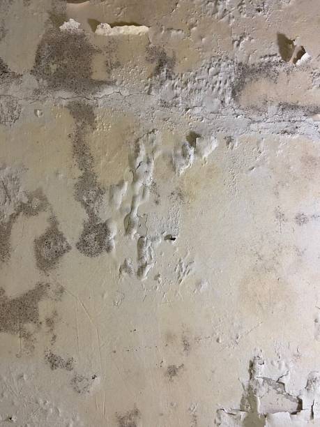 Attic Mold Removal in Virginia Beach, VA