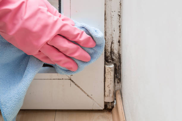 Best Mold Removal Company Near Me  in Virginia Beach, VA